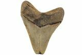 Serrated, 3.90" Fossil Megalodon Tooth - North Carolina - #202278-1